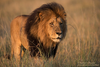 Male Lion