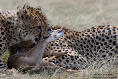Cheetahs Killing A Gazelle