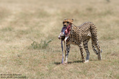 Cheetah With Its Prey