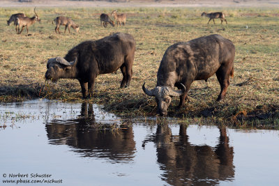 Buffalo - Chobe