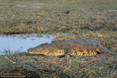 Crocodile - Chobe