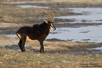 Sable - Chobe