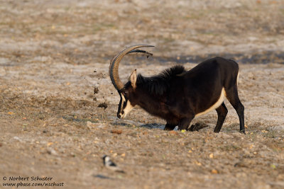 Sable - Chobe