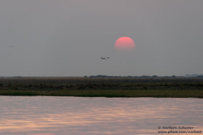 Evening At The Chobe River