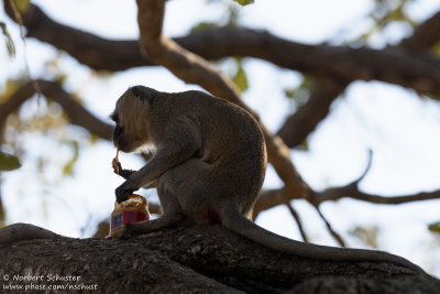 A Vervet Monkey Has Stolen Our Peanut Butter - Chobe