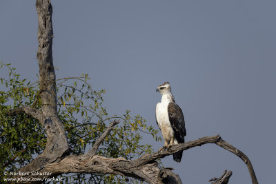 Immature Martial Eagle - Chobe
