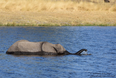 Elephant - Kwando River