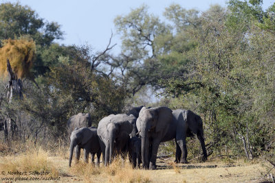 Elephants - Kwando River