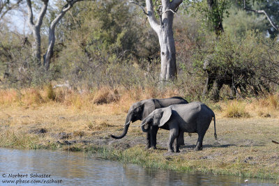Elephants - Kwando River