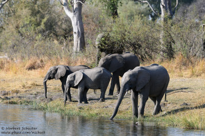 Elephants - Kwando River