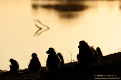 Baboons - Kwando River