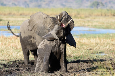 Elephants Playing -Okavango