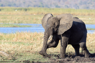 Elephant - Okavango