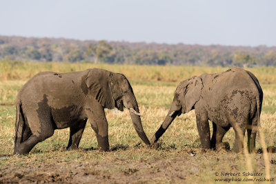 Elephants - Okavango
