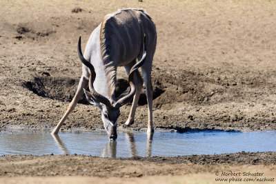 Kudu - Okavango