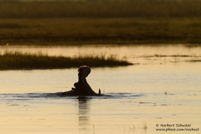 Hippo - Okavango