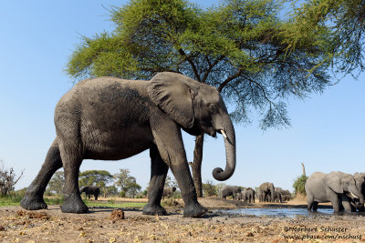 Elephant - At A Waterhole Near Chobe River