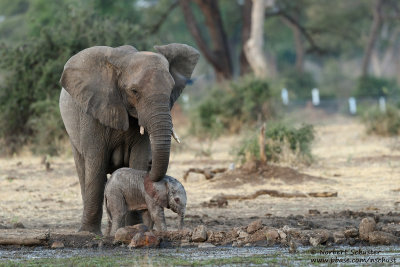 Mother Elephant With Baby- At A Waterhole near Chobe River