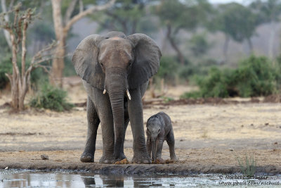 Mother Elephant With Baby- At A Waterhole Near Chobe River
