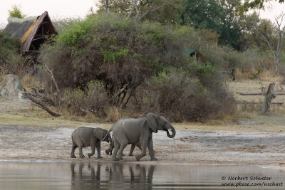 Elephants- Okavango