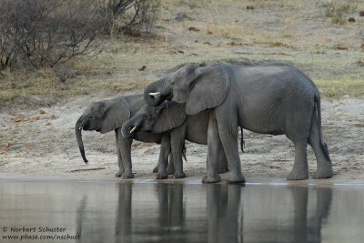 Elephant- Okavango