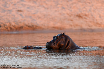 Hippos - Okavango