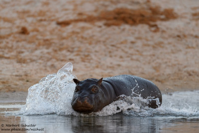 Hippo - Okavango