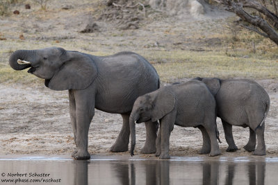 Elephants- Okavango