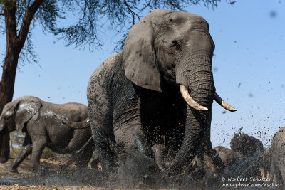Elephant - At A Waterhole Near Chobe River