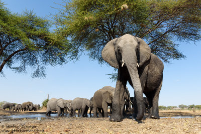 Elephants - At A Waterhole Near Chobe River