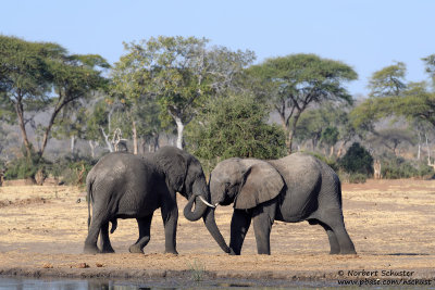 Elephants - At A Waterhole Near Chobe River