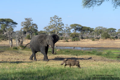Young Elephant Chasing A Warthog - At A Waterhole Near Chobe River
