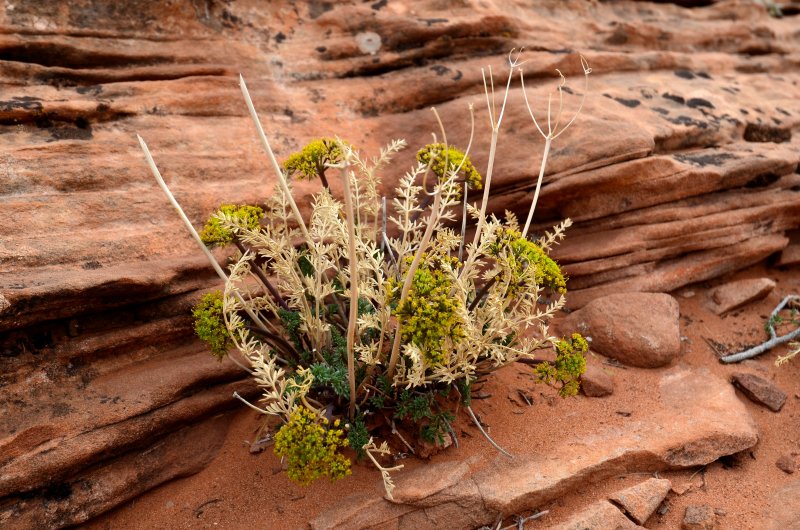 snakeweed