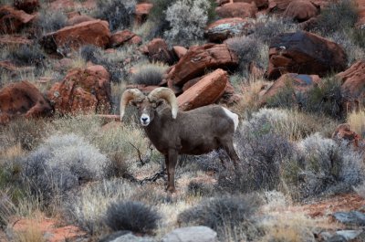 bighorn