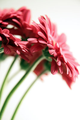 g9/37/801837/3/150128910.K046yorB.jpg