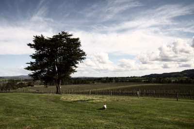 The Yarra Valley 