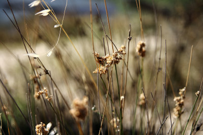 Shades of The Murray River