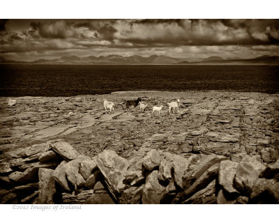 Goats on Inishmor, Aran Islands  9303-A.jpg