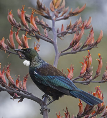 NZ Tui Also Known As The Parson Bird