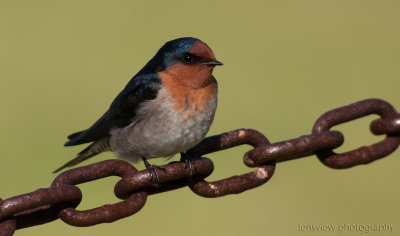 Our Native Birds