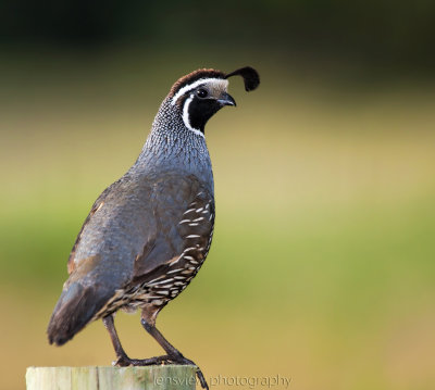 Our Introduced Birds