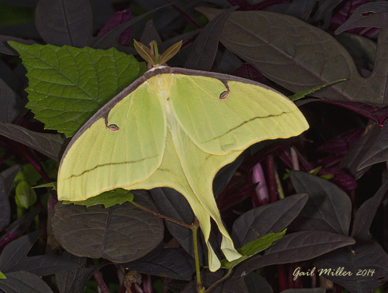 20140721_1295.jpg
