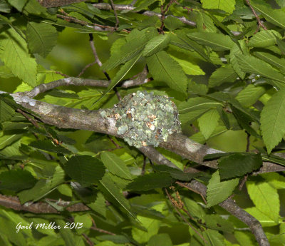 Ruby-throated Hummingbird nest.jpg
