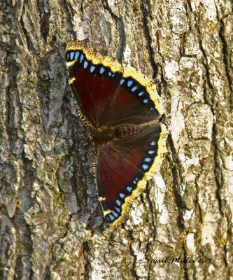 Mourning Cloak.  
Saw it in my driveway on my way to work this morning. Had to follow it around until it landed on a tree for a photo.  