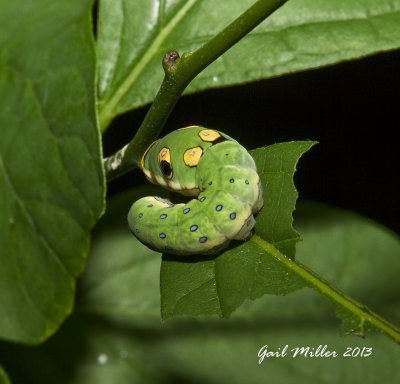 This Spicebush Butterfly caterpillar (host plant is the Spicebush) was out tooling around today.  I got my camera and after a couple of shots, it decided to head up the stem and back into its folded leaf. 