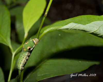 This Spicebush Butterfly caterpillar (host plant is the Spicebush) was out tooling around today.  I got my camera and after a couple of shots, it decided to head up the stem and back into its folded leaf. 