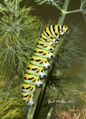 I thought the lady at the garden center must have wondered why I wanted this dill plant, it wasn't very pretty, but it had two Black Swallowtail Butterfly caterpillars on it :-)  I didn't mention them :-) 