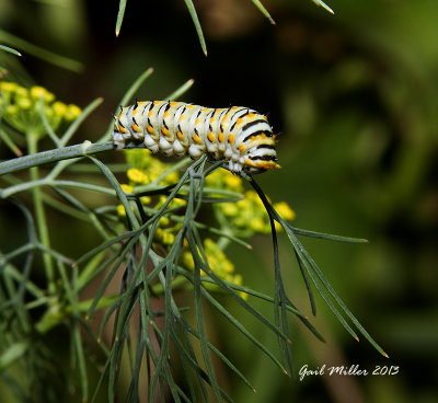 Black Swallowtail caterpillar on dill