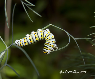 Black Swallowtail caterpillar on dill