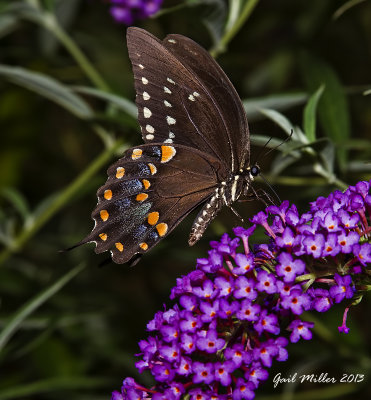 Spicebush Swallowtail